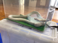 2年1組_れんらく_井場木　才紀_井場木のコピー_74