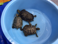 2年1組_れんらく_井場木　才紀_井場木のコピー_73