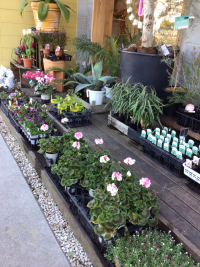 2年1組_生活_井場木　才紀_町たんけん_4